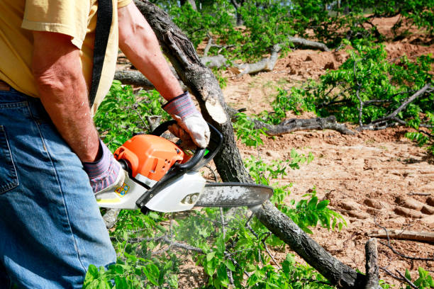 Trusted Dallesport, WA Tree Services Experts